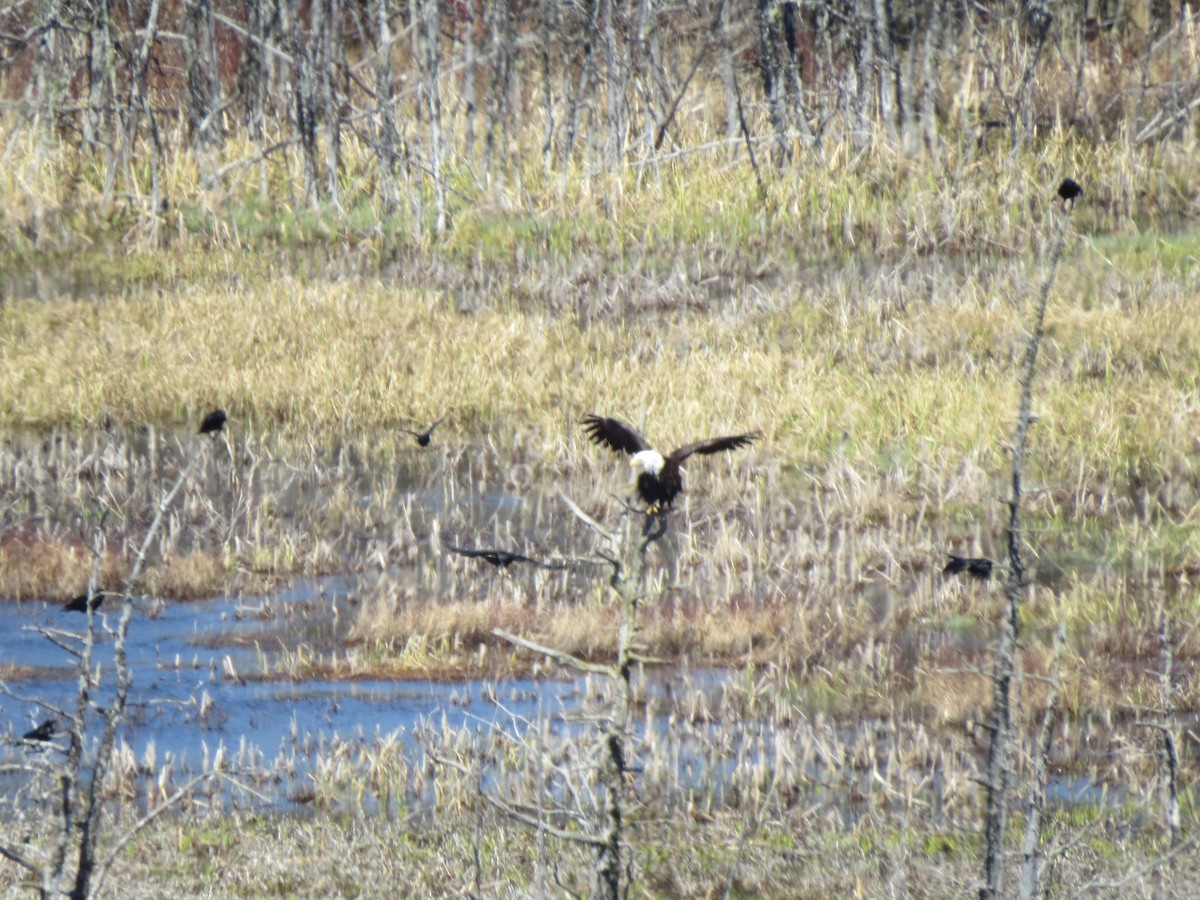 ハクトウワシ - ML645592636