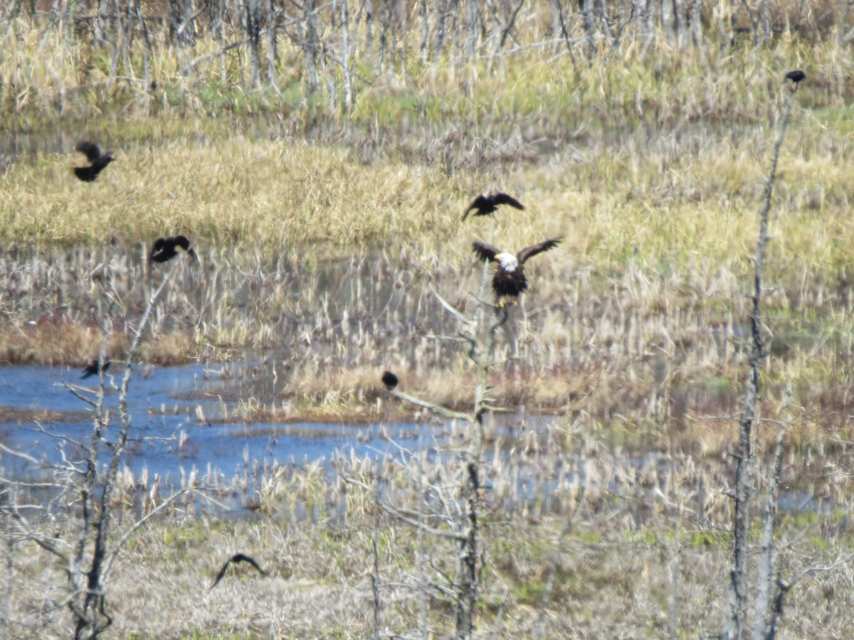 ハクトウワシ - ML645592637