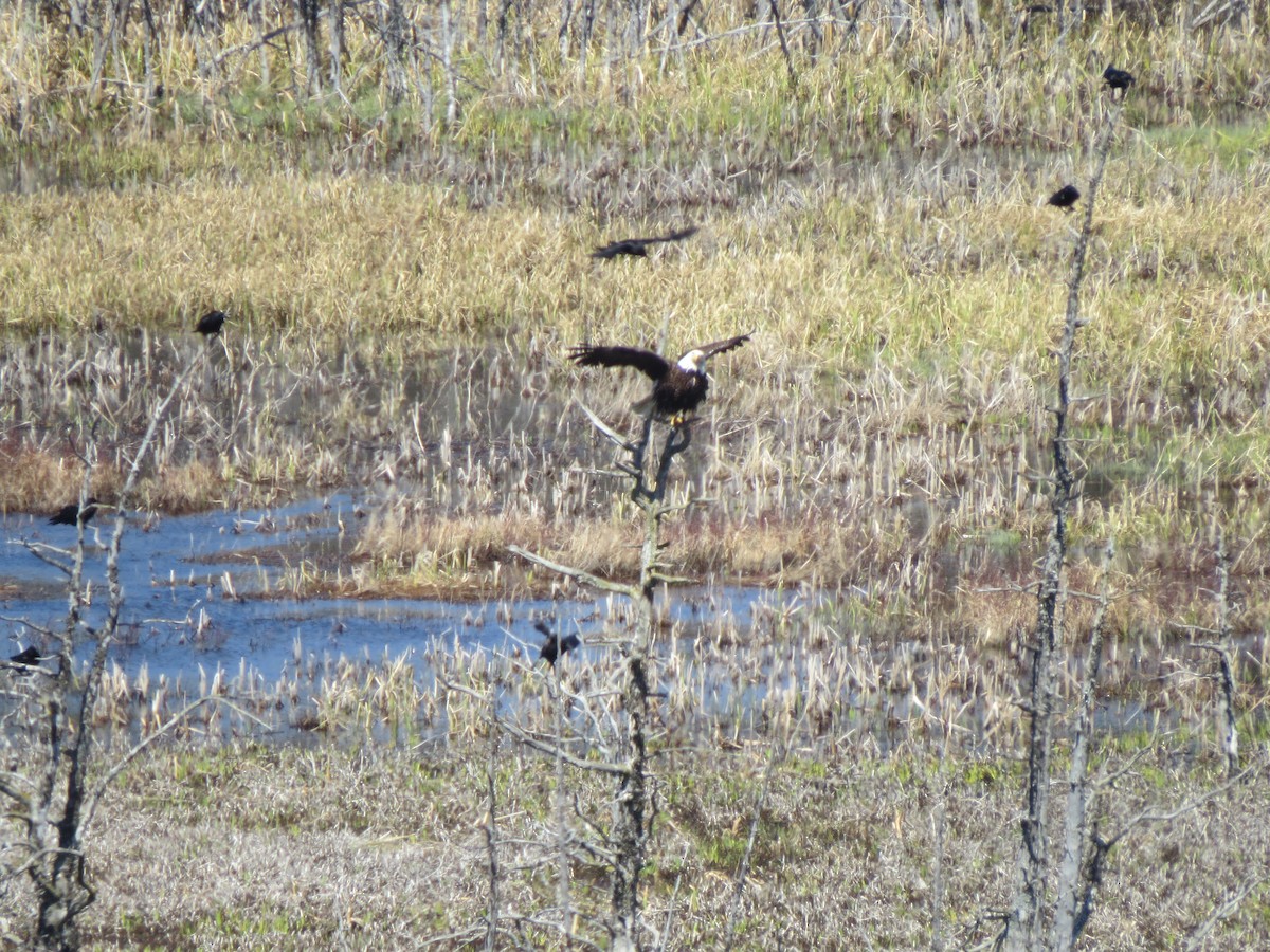 ハクトウワシ - ML645592638