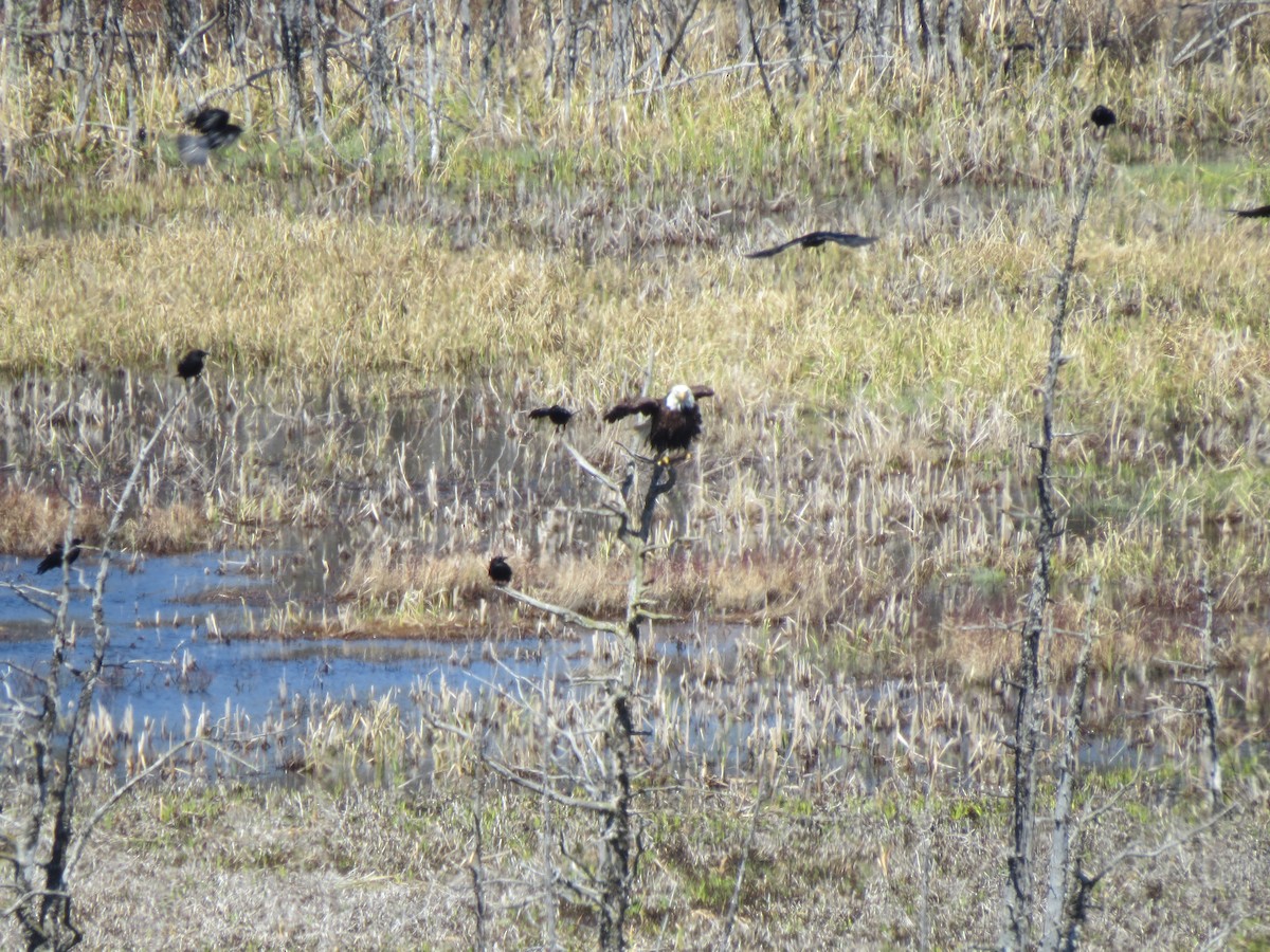 ハクトウワシ - ML645592639