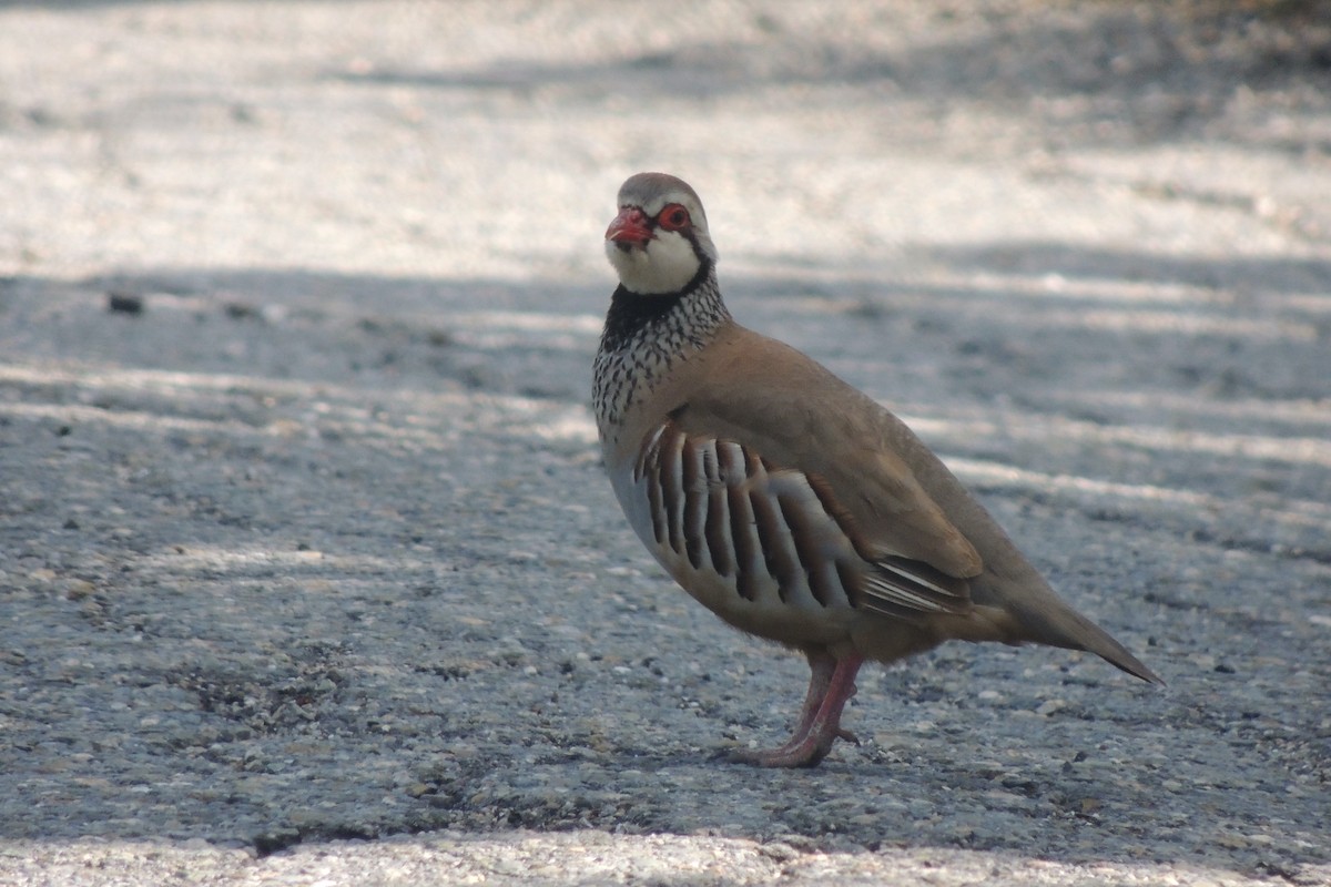 アカアシイワシャコ - ML645592641