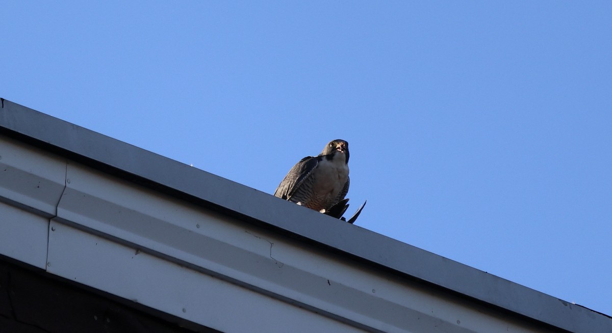 ハヤブサ - ML645592642