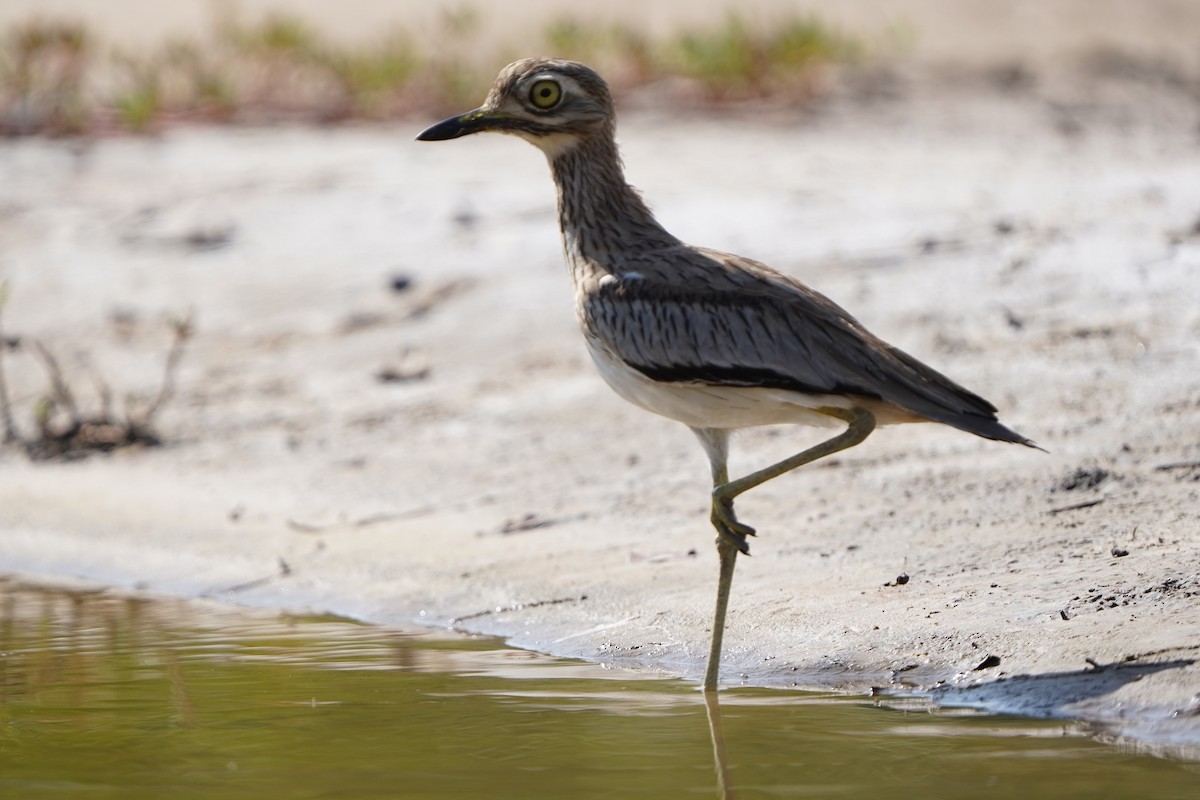 コイシチドリ - ML645592643