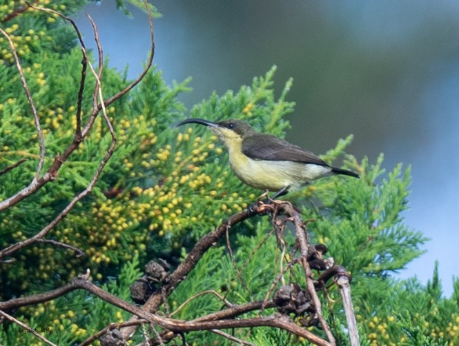 クリムネタイヨウチョウ - ML645592645