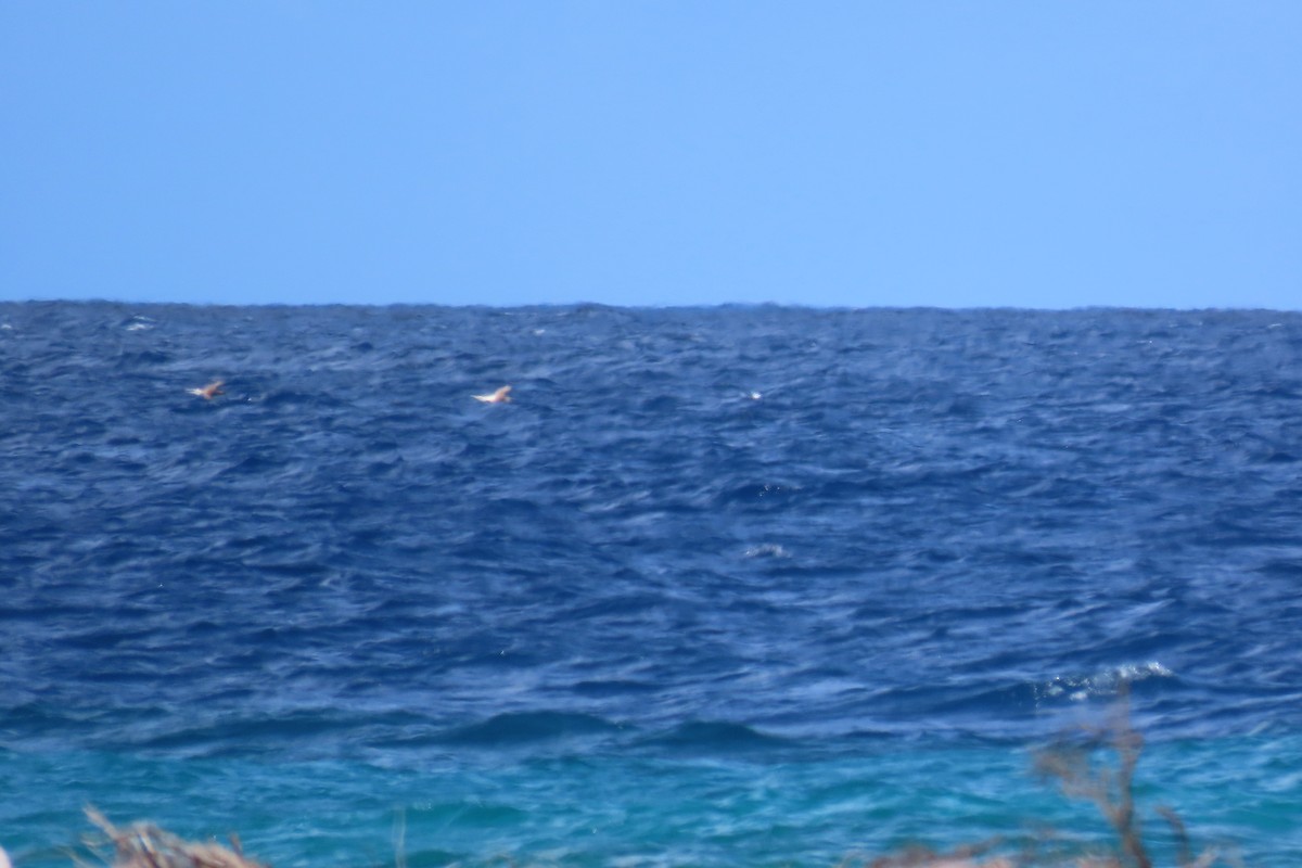 Rotfußtölpel - ML645592646