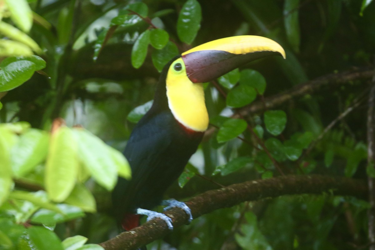 ニショクキムネオオハシ - ML645592647