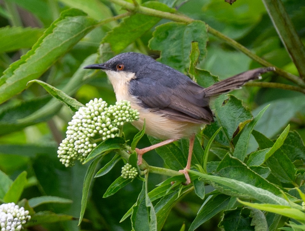 シロハラハウチワドリ - ML645592650