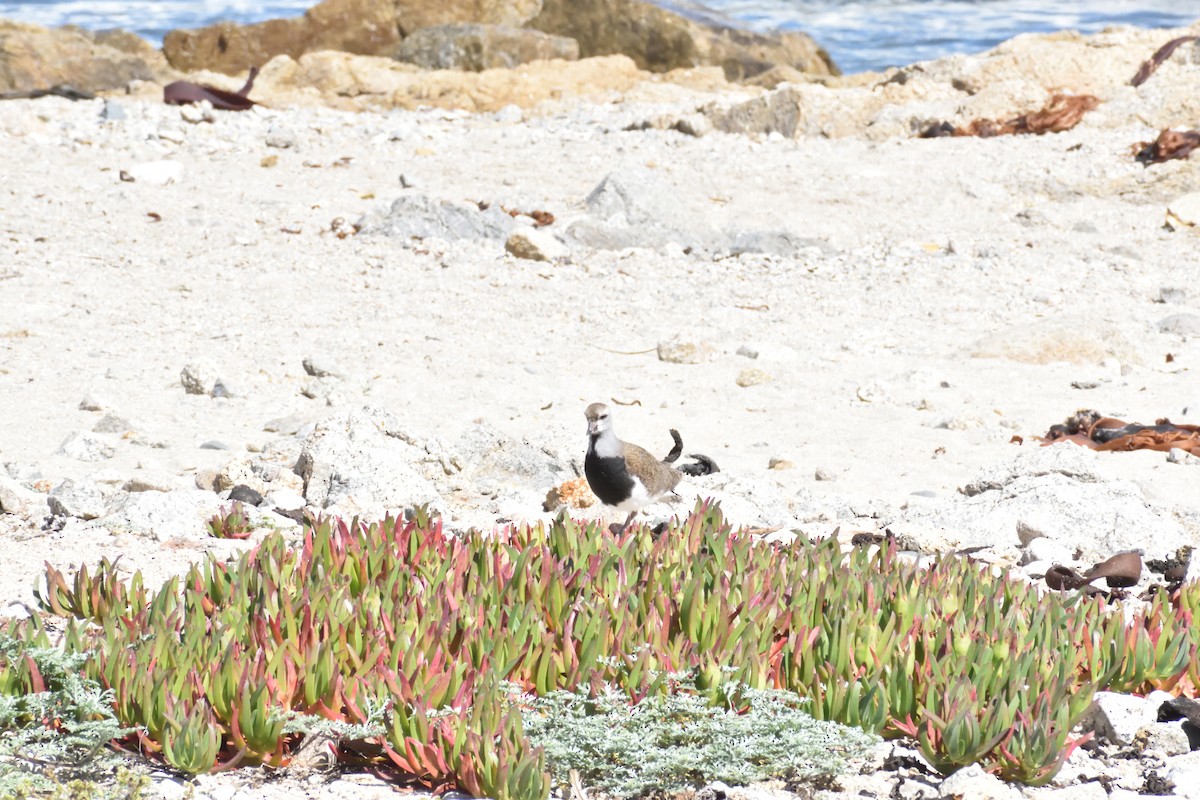 Southern Lapwing - ML645592651