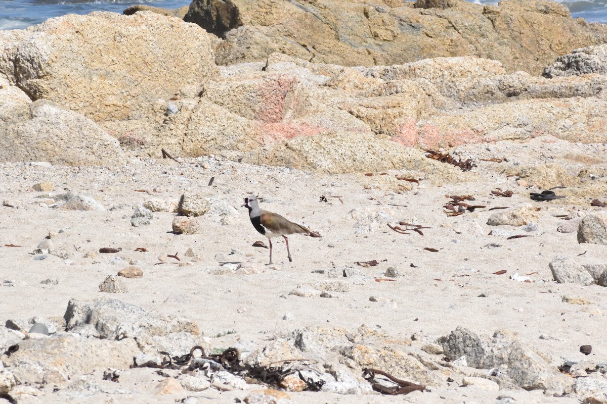 Southern Lapwing - ML645592652