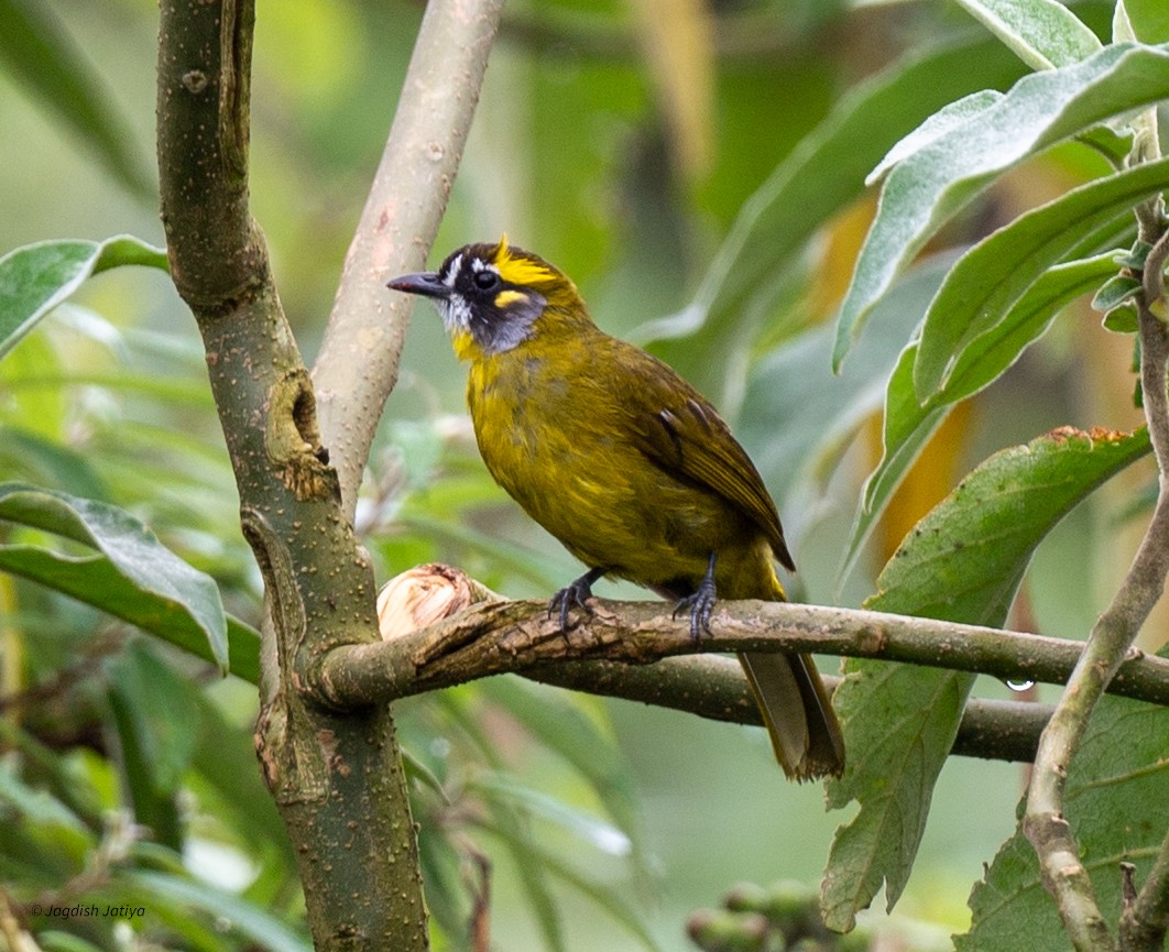 キミミヒヨドリ - ML645592653