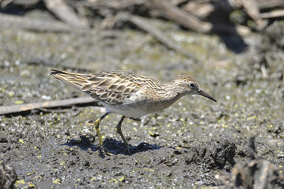 ウズラシギ - ML645592654