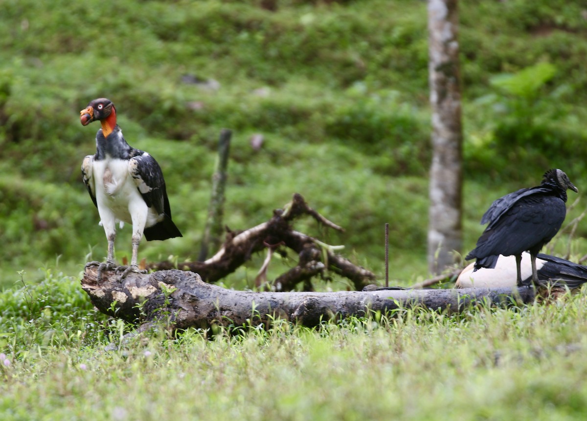 トキイロコンドル - ML645592655