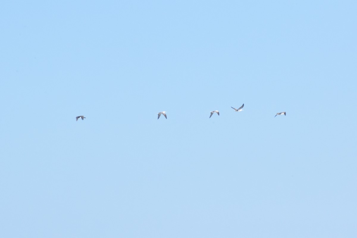 Peruvian Booby - ML645592658