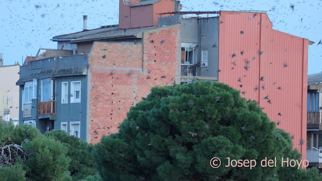 European Starling - ML645592659