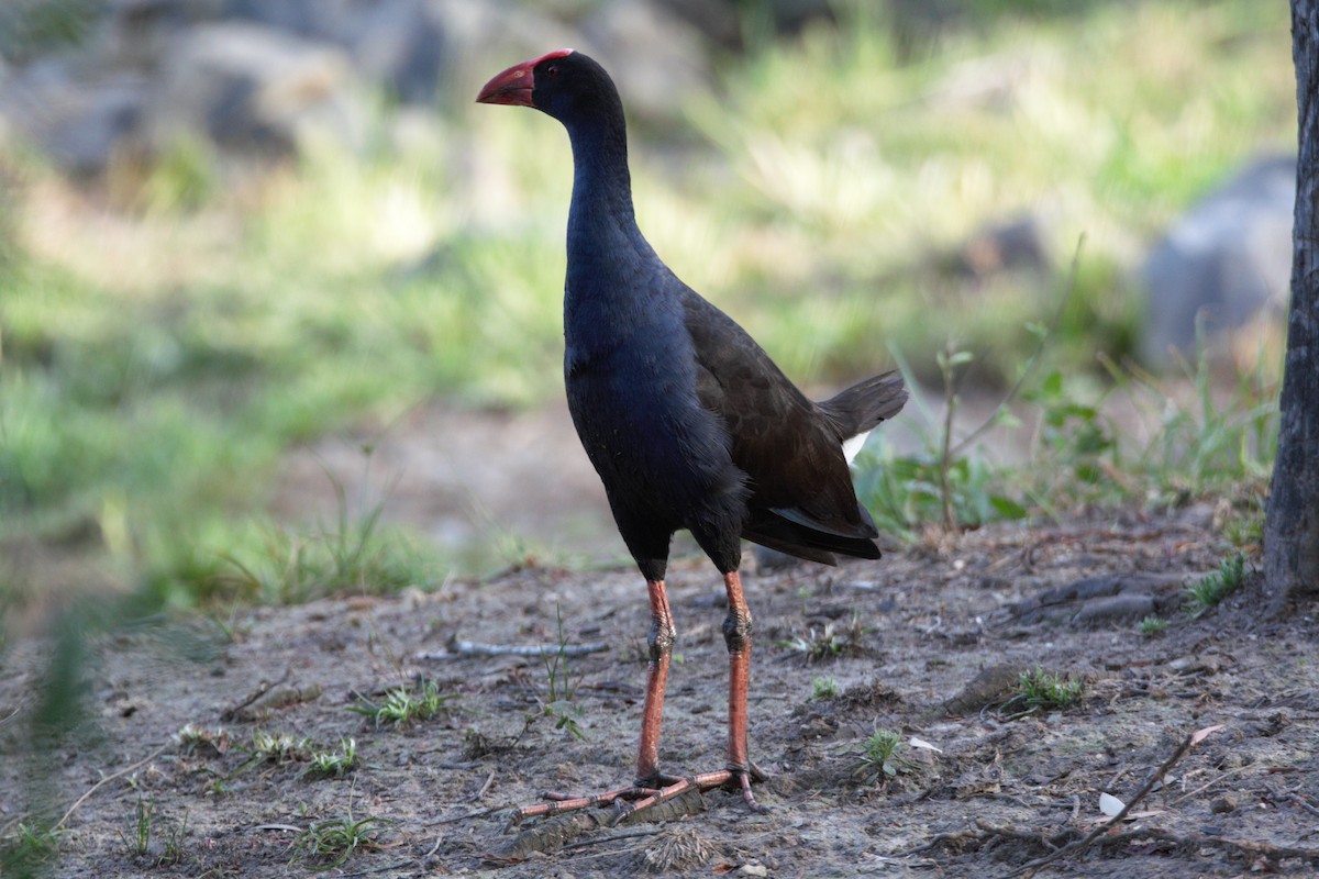 Australasian Swamphen - ML645592660