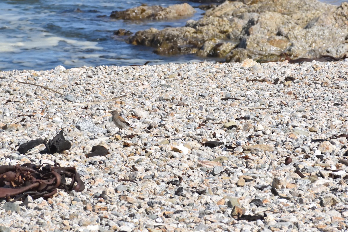 Austral Negrito - ML645592664