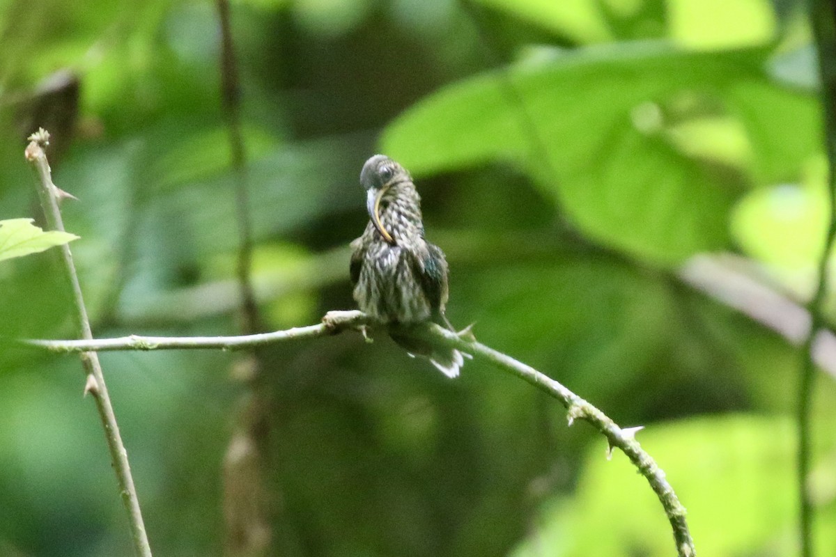 White-tipped Sicklebill - ML645592666