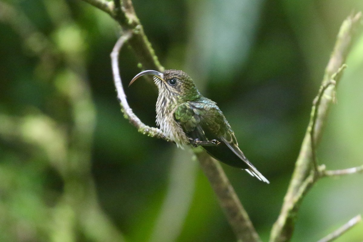 White-tipped Sicklebill - ML645592667