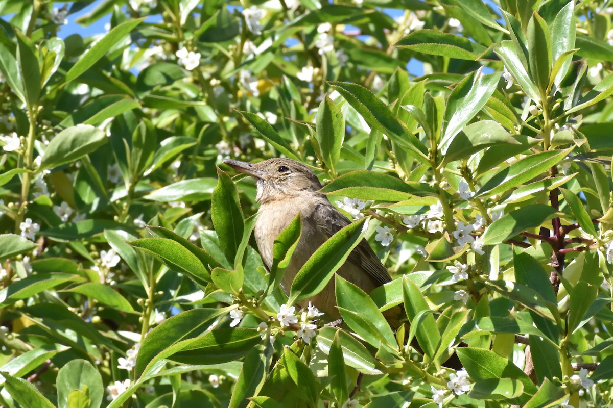 Great Shrike-Tyrant - ML645592669