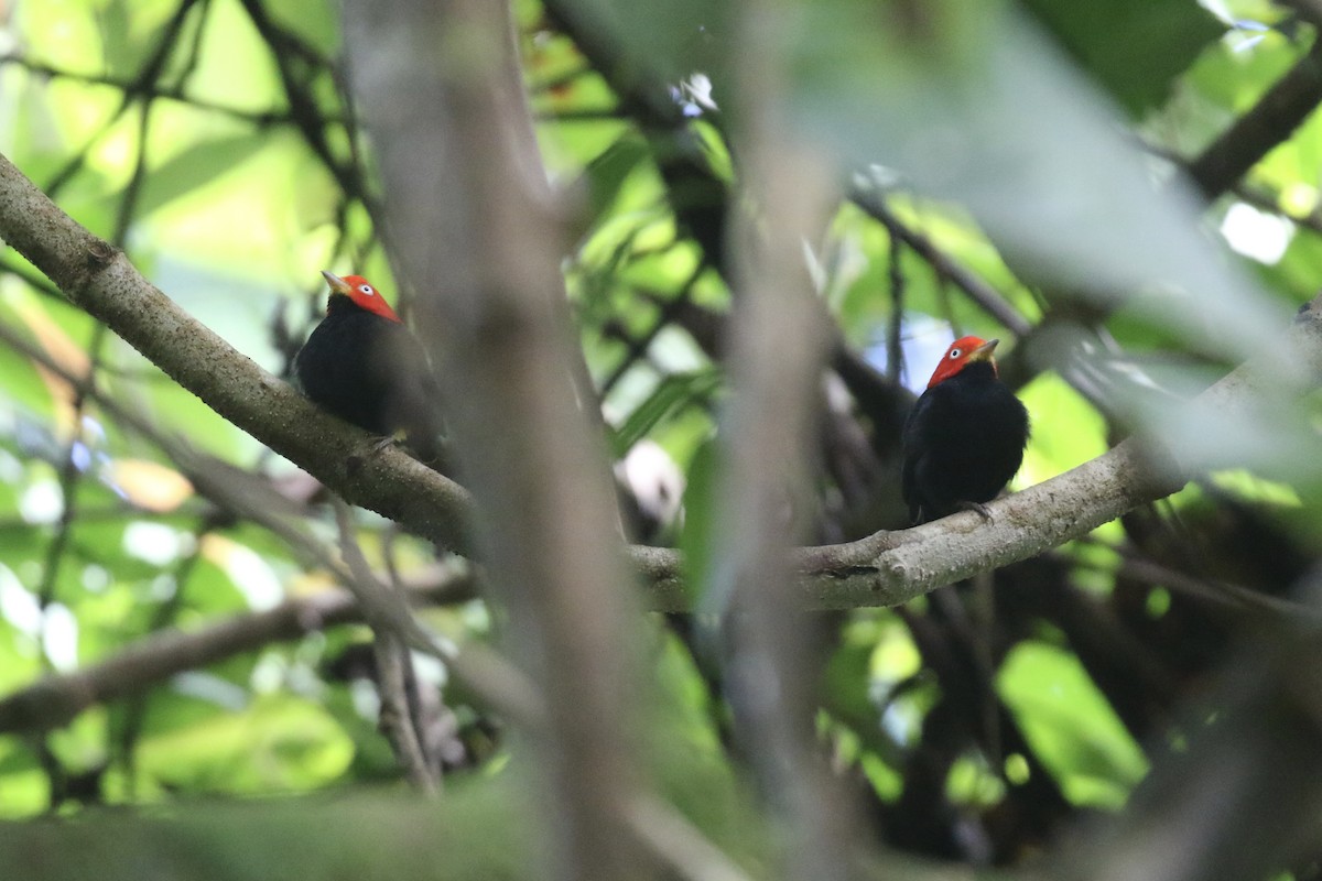 Red-capped Manakin - ML645592670
