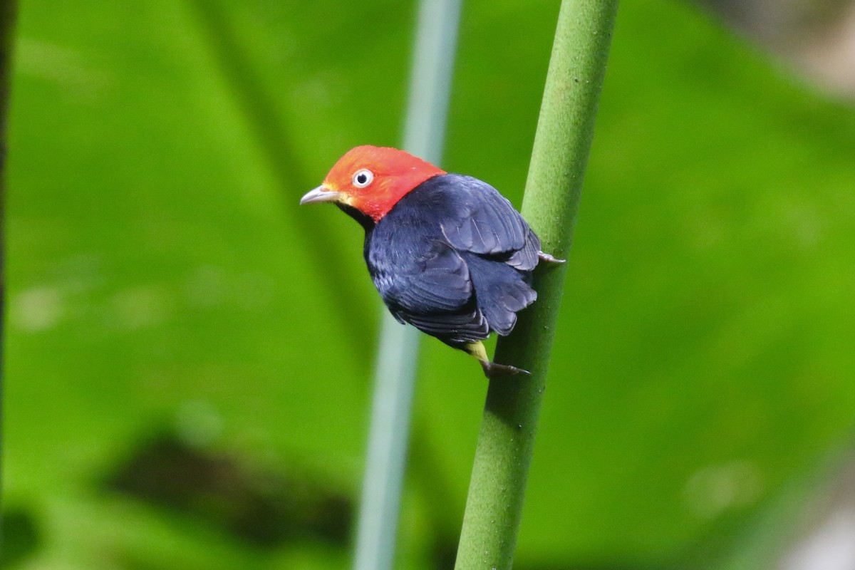 Red-capped Manakin - ML645592671