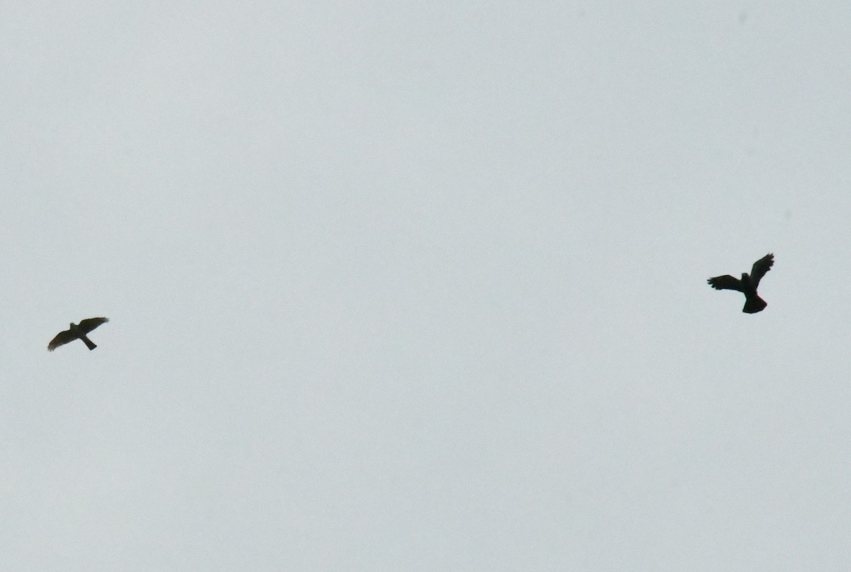 נץ יפני - ML645592672