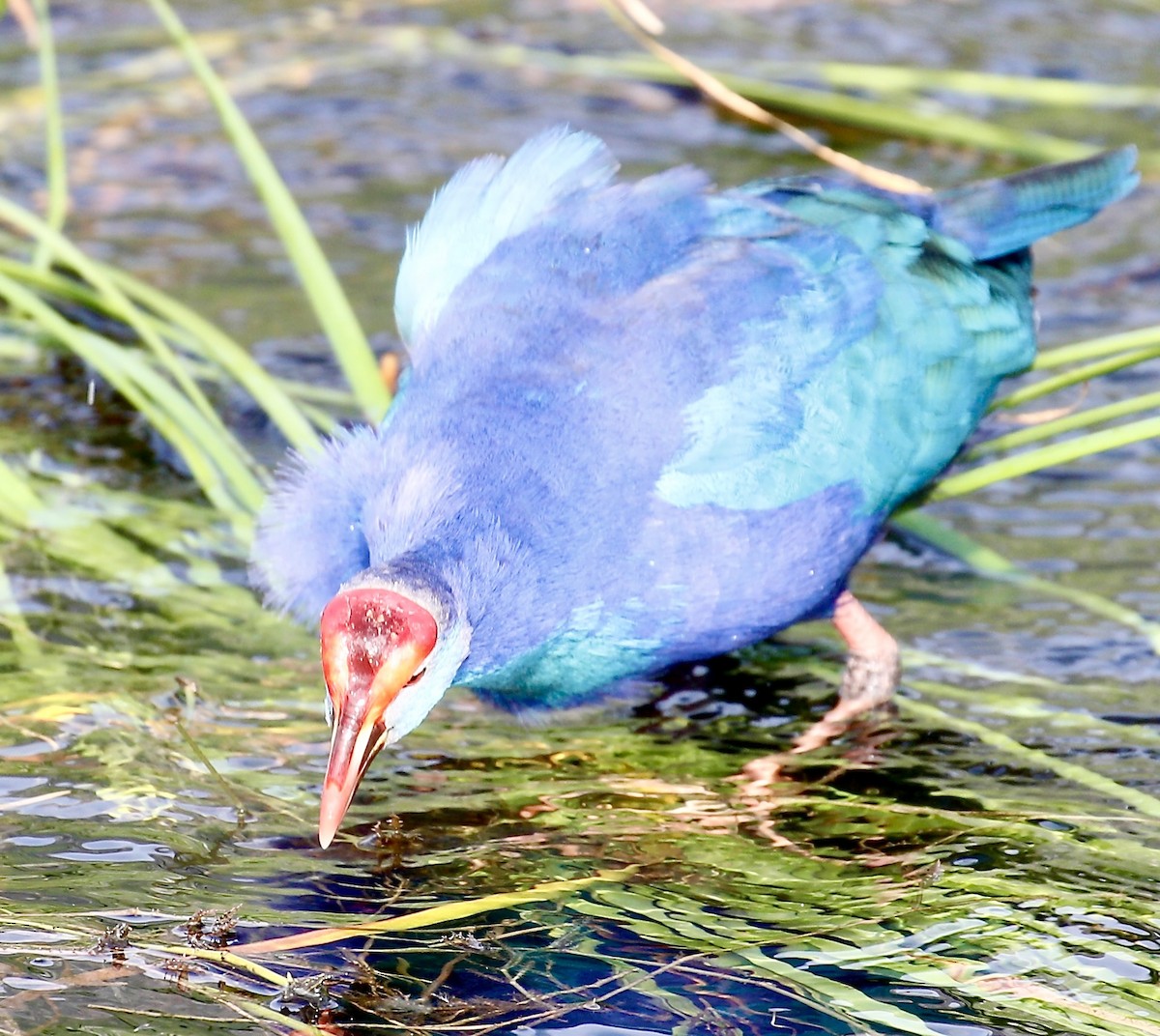פורפיריה אפורת-ראש - ML645592673