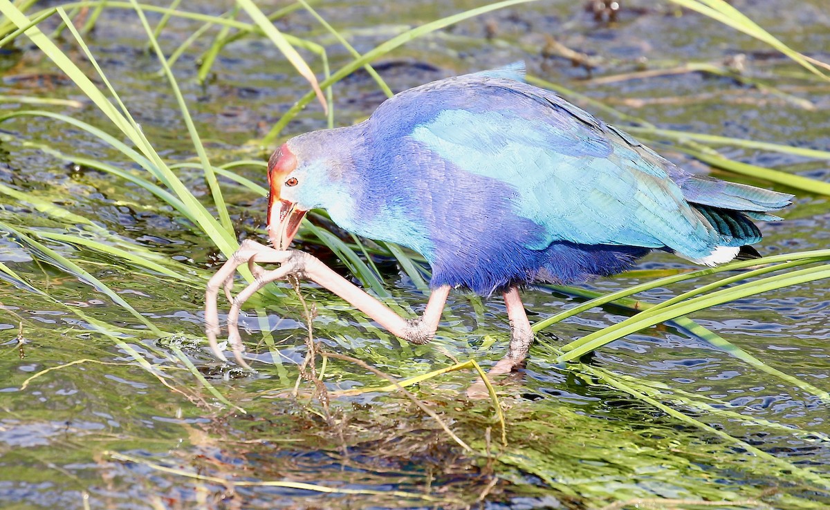 פורפיריה אפורת-ראש - ML645592675