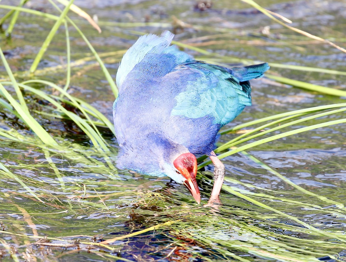 פורפיריה אפורת-ראש - ML645592676