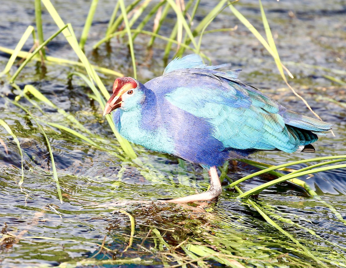 פורפיריה אפורת-ראש - ML645592677
