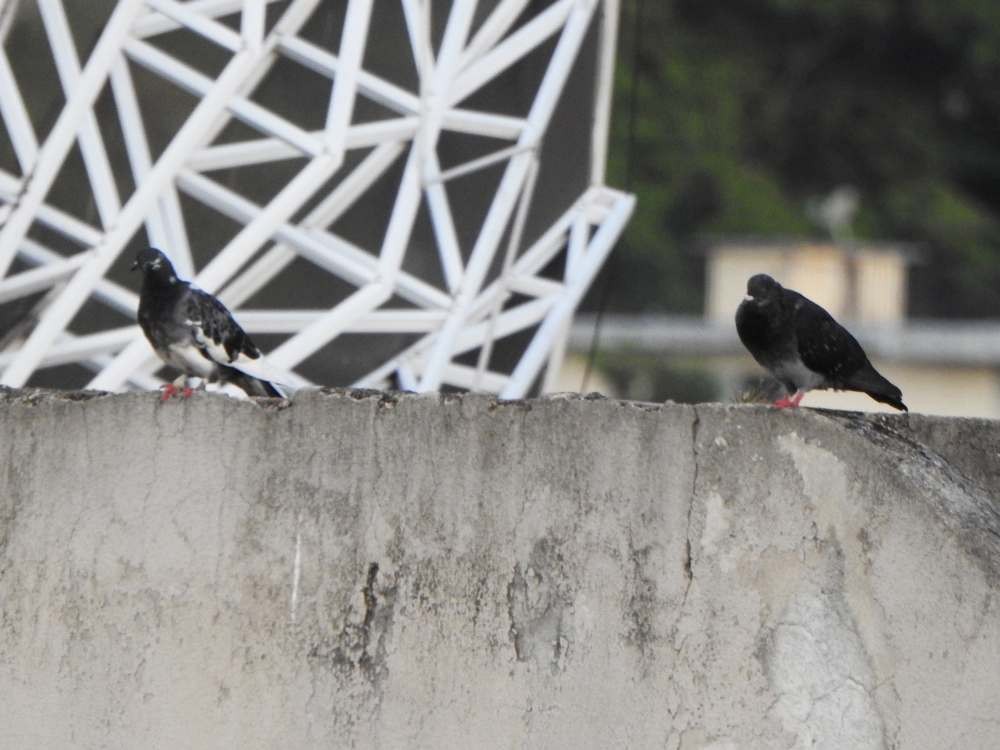 יונת בית - ML645592678