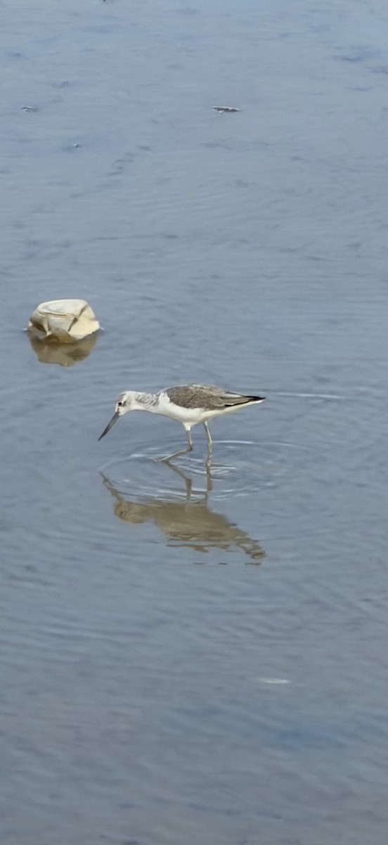 ביצנית ירוקת-רגל - ML645592679