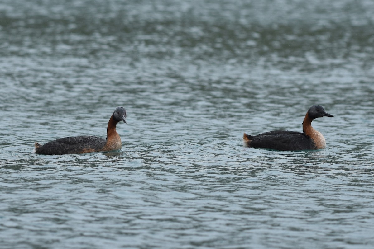Great Grebe - ML645592680