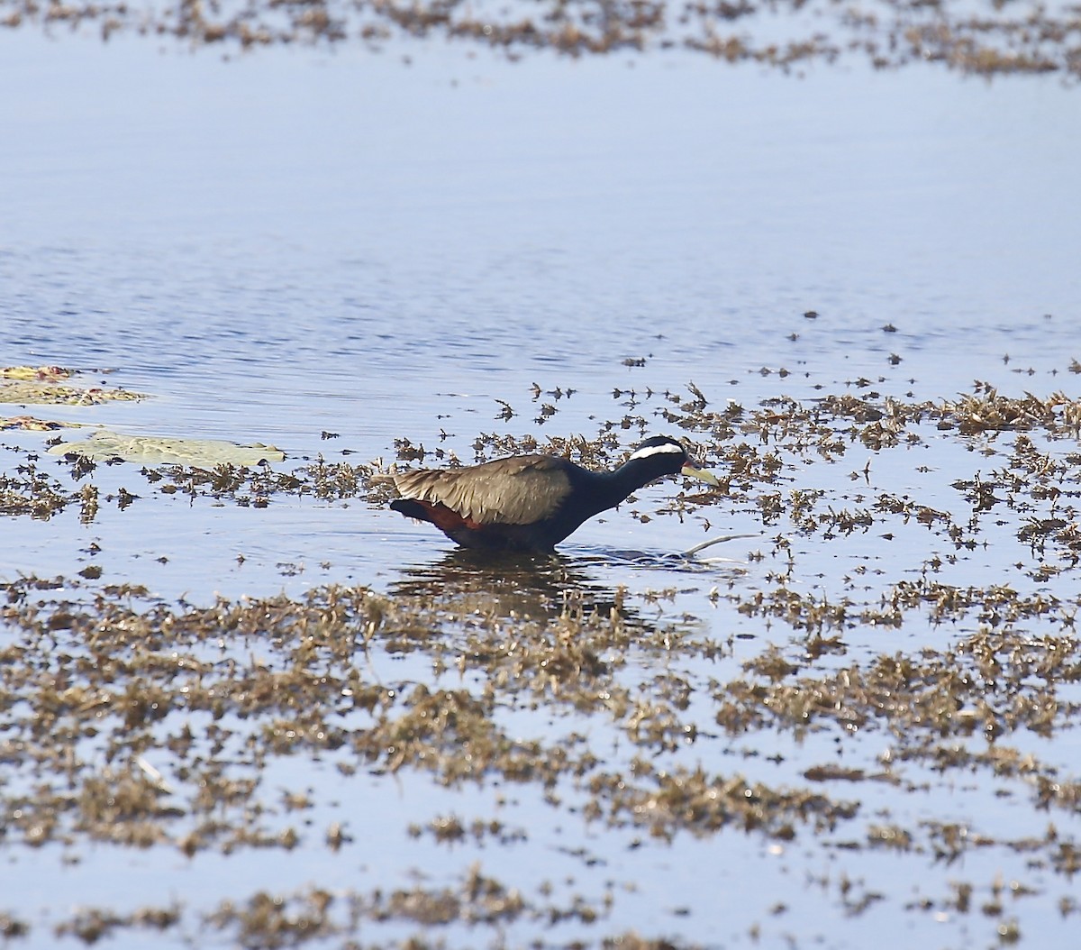Bronze-winged Jacana - ML645592681