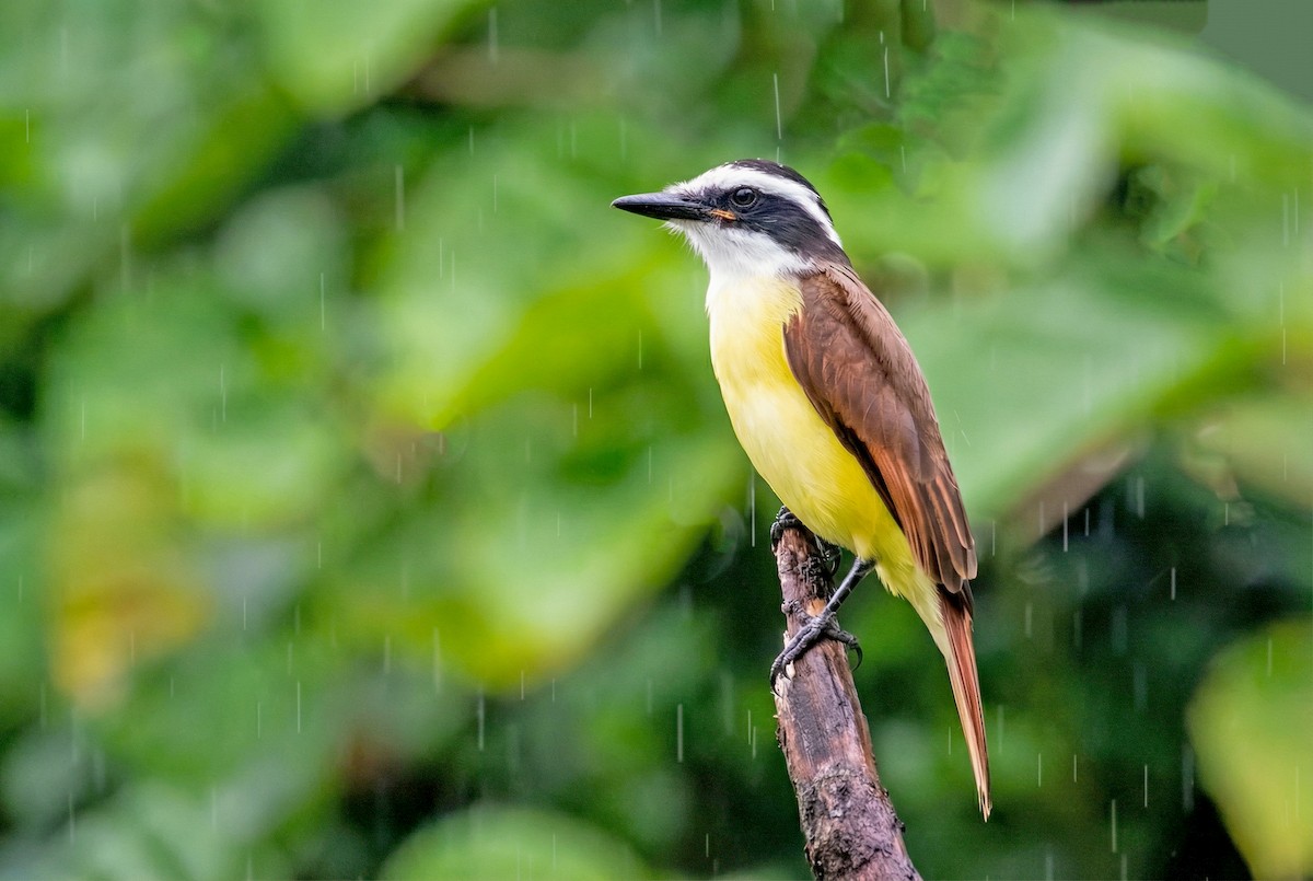 Great Kiskadee - ML645592683