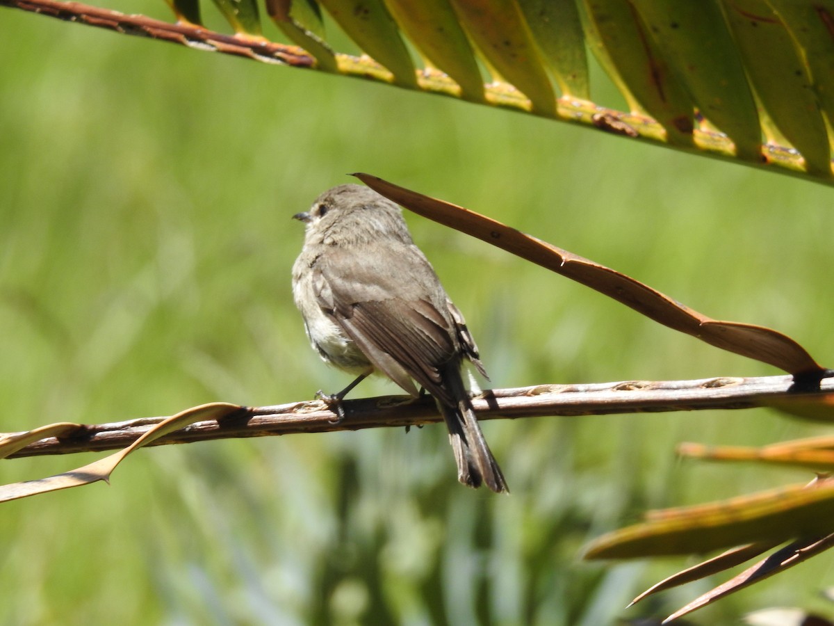 ציפור שיר בלתי-מזוהה - ML645592686