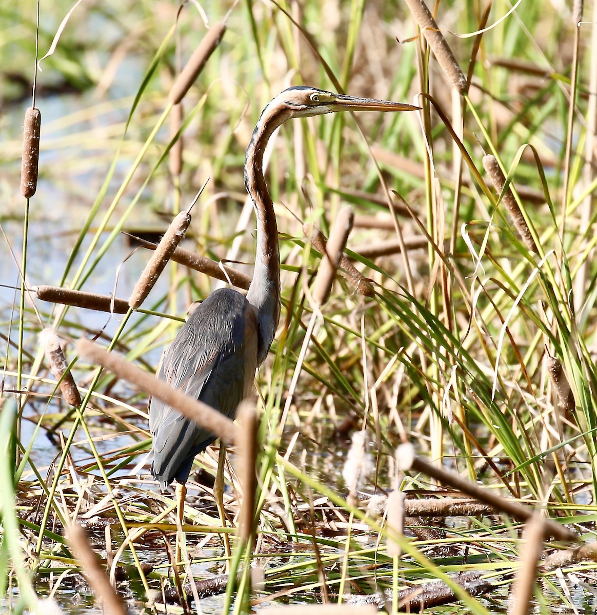 אנפה ארגמנית - ML645592688