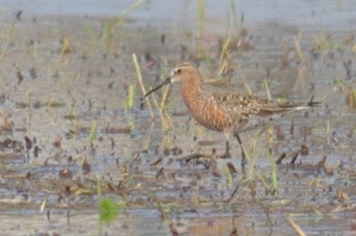 חופית מגלית - ML645592689