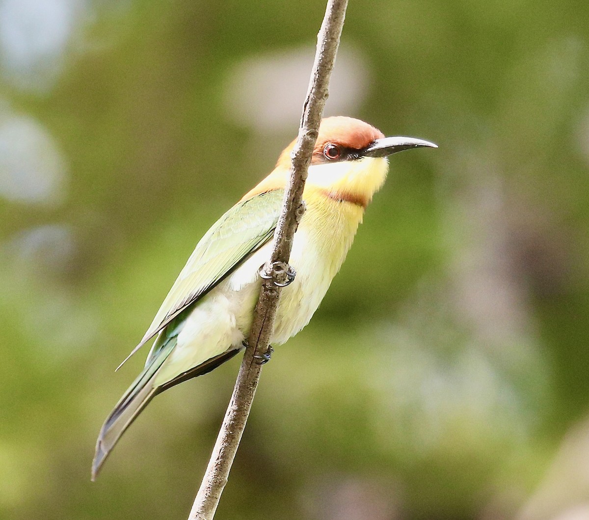 Chestnut-headed Bee-eater - ML645592690