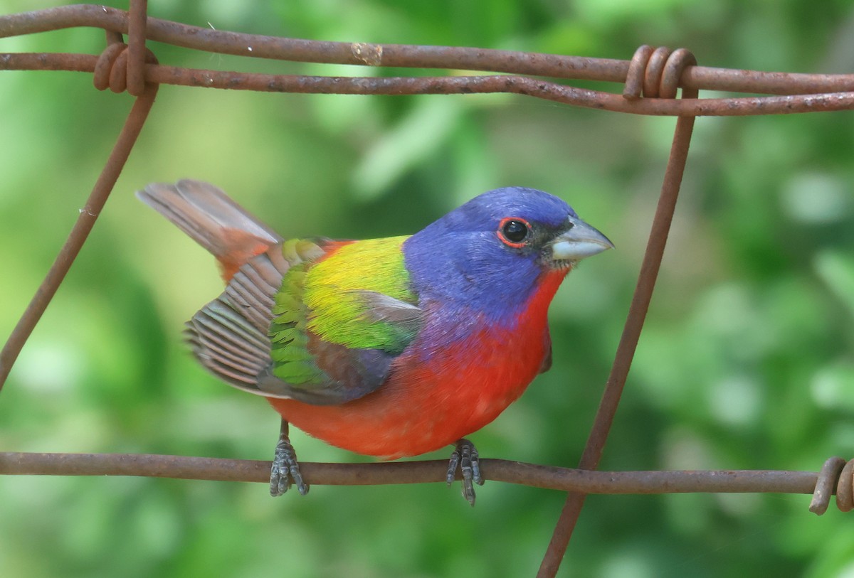 Painted Bunting - ML645592691