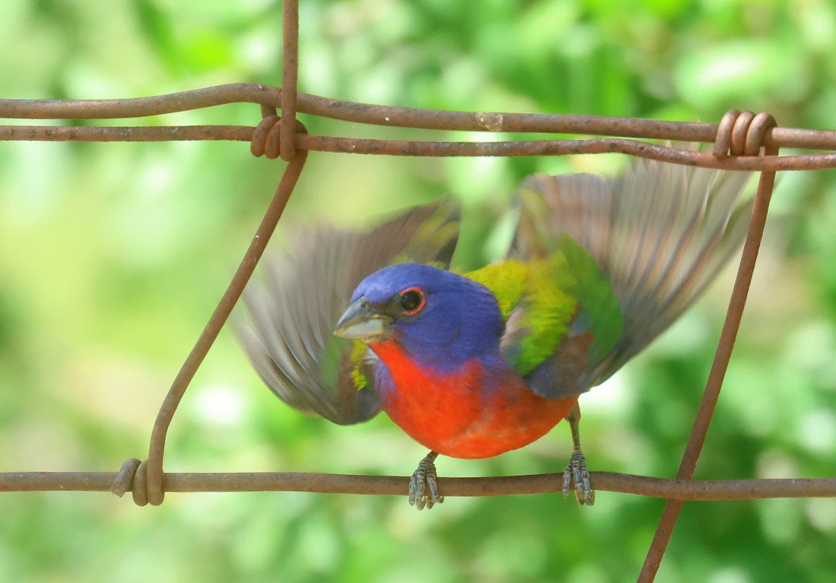 Painted Bunting - ML645592692