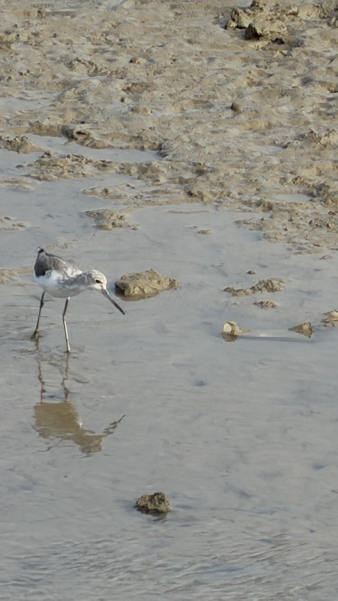 ביצנית ירוקת-רגל - ML645592693