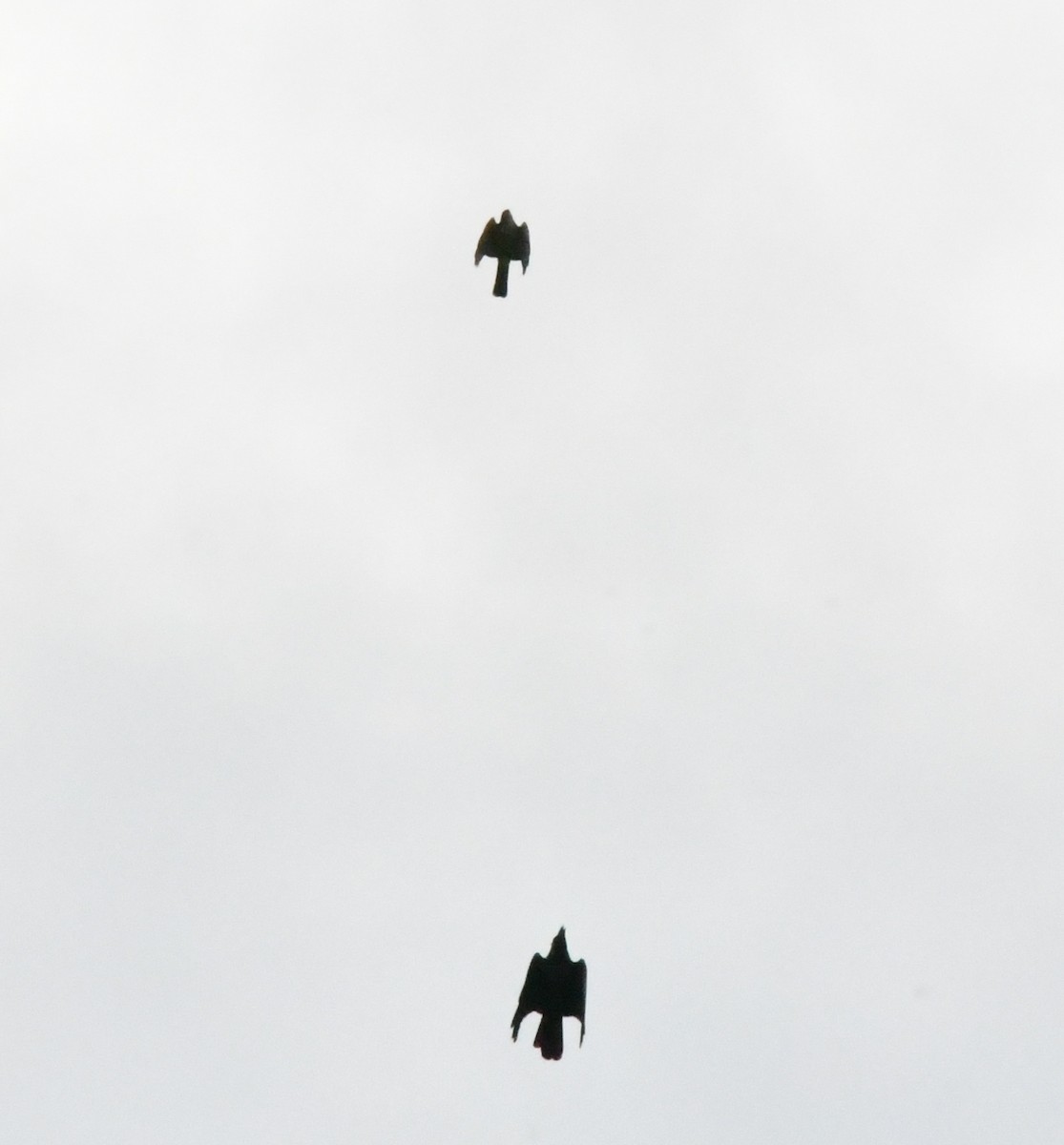 נץ יפני - ML645592694