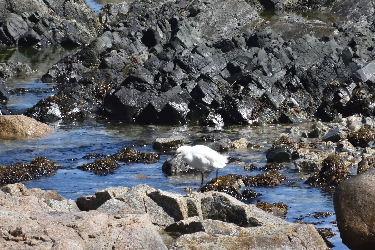 Snowy Egret - ML645592695