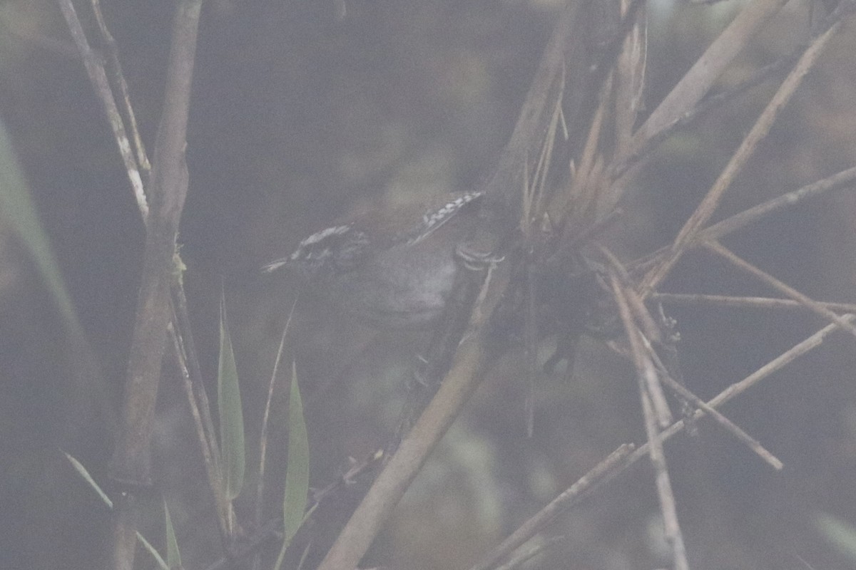 Timberline Wren - ML645592696