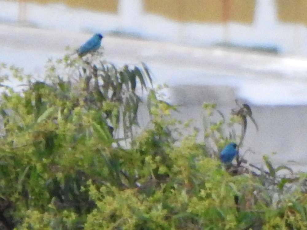 Swallow Tanager - ML645592697