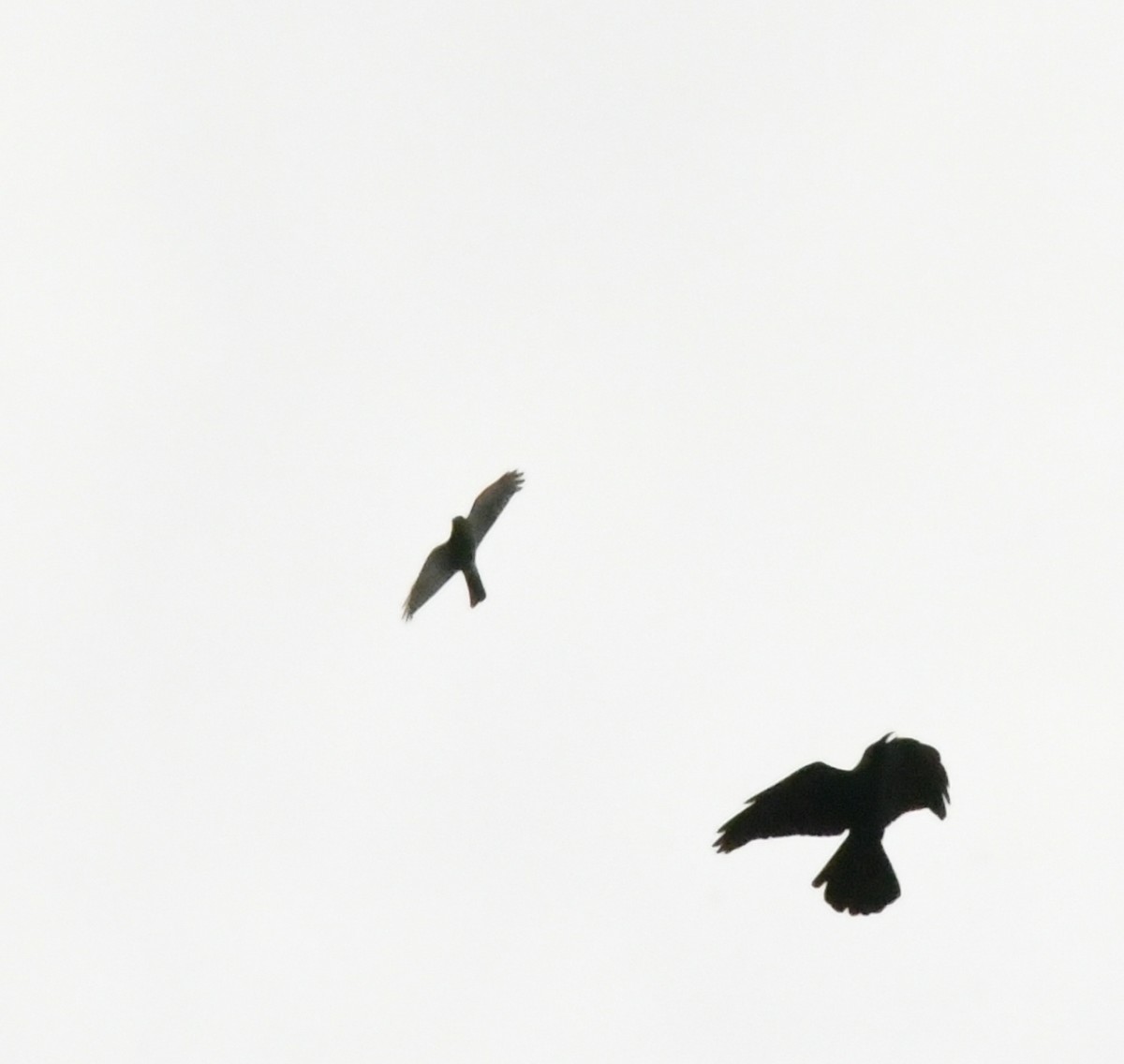 נץ יפני - ML645592698