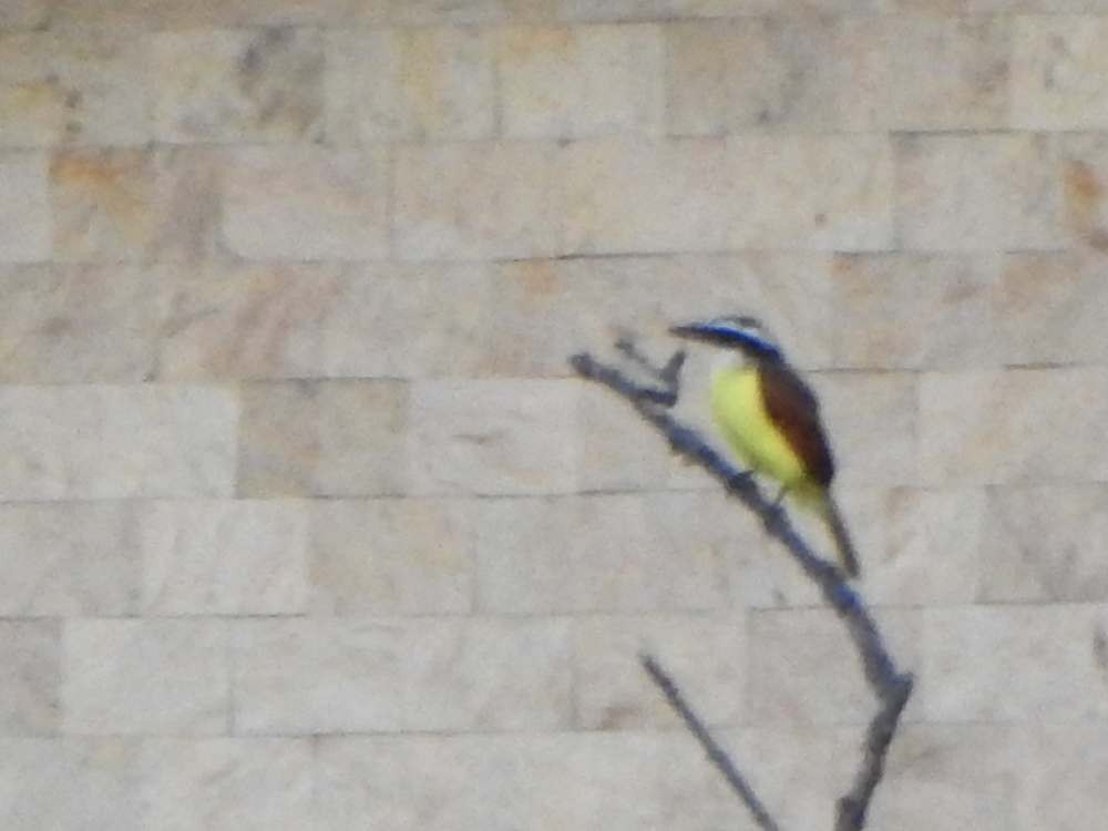 Great Kiskadee - ML645592699