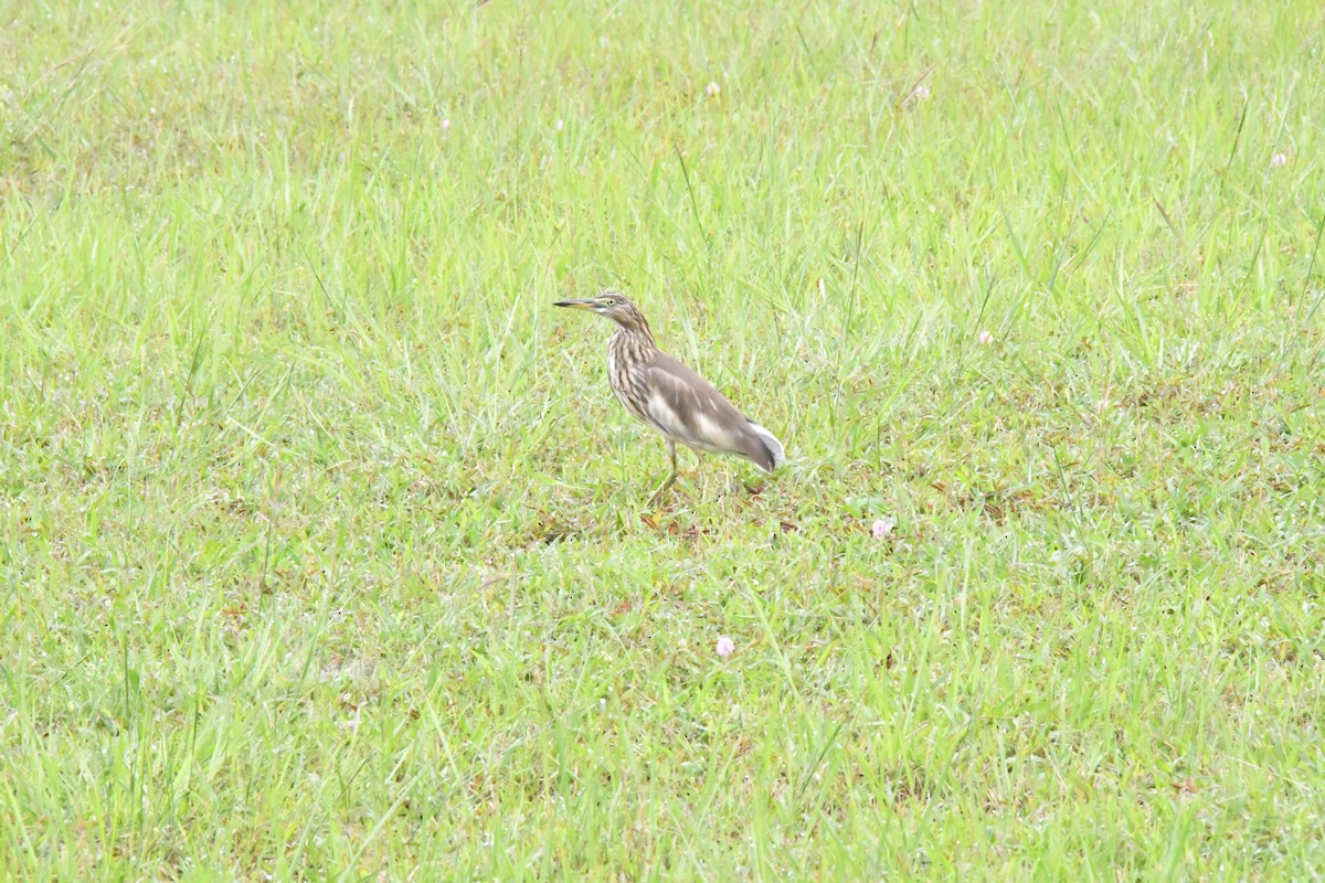 Ardeola sp. - ML645592709