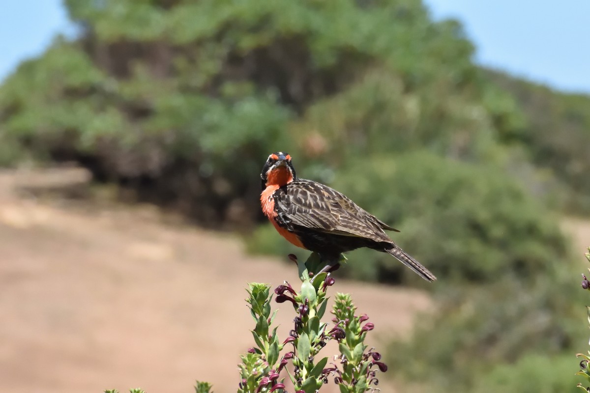 Long-tailed Meadowlark - ML645592711